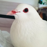 简素言