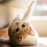 万能不能的兔子