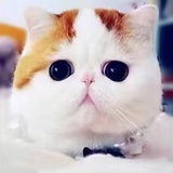 真开心