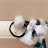 niniikoo