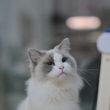 冰淇淋