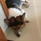 時間之翼