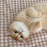 嗷呜嗷呜大脑斧