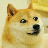 羊