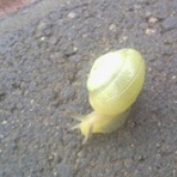 泡泡