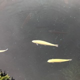 金水