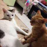 爱逃课的大猫