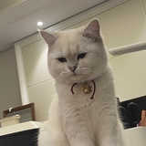 青衣