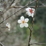 mio