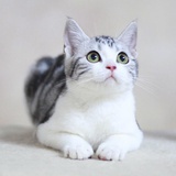 雪地里的黑猫