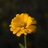 lilianshan