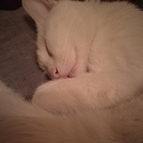 Yogicat