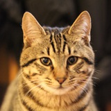 deppcat.com