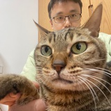 守望幸福的猫