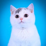 糖醋小丸子