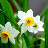 花生