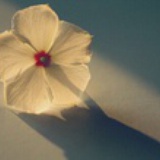 兩生花