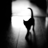 遗失了一只猫