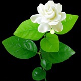 艾茉莉