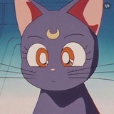 luna是只猫