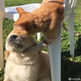 包子