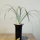 陈子点茶