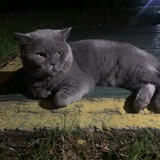 糖小猫