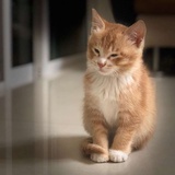 浪猫