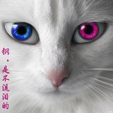 柴胡猫