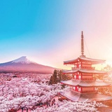 樱の眼泪