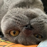 嗷呜！