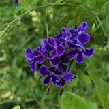 蜜意