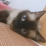 云妁