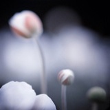 那时花开