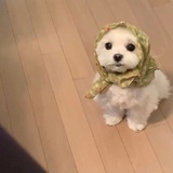 小蔷薇