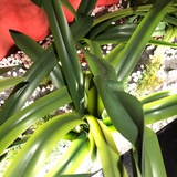 沉默剑士
