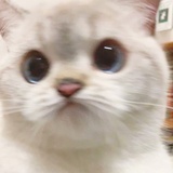 seeeeeeki