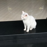 安吉丽