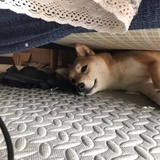 燕西