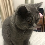 DoraV夢