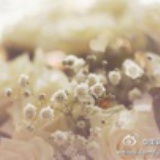 苏叶