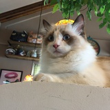 襲小椛
