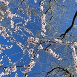 在云杉街