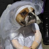 两耳不闻窗外事