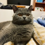 柴可夫是基