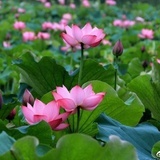 郁语一生