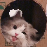 伊布伊布