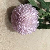 颉子