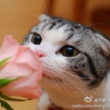 王子殿T