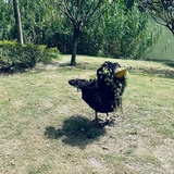 蓝色爱人